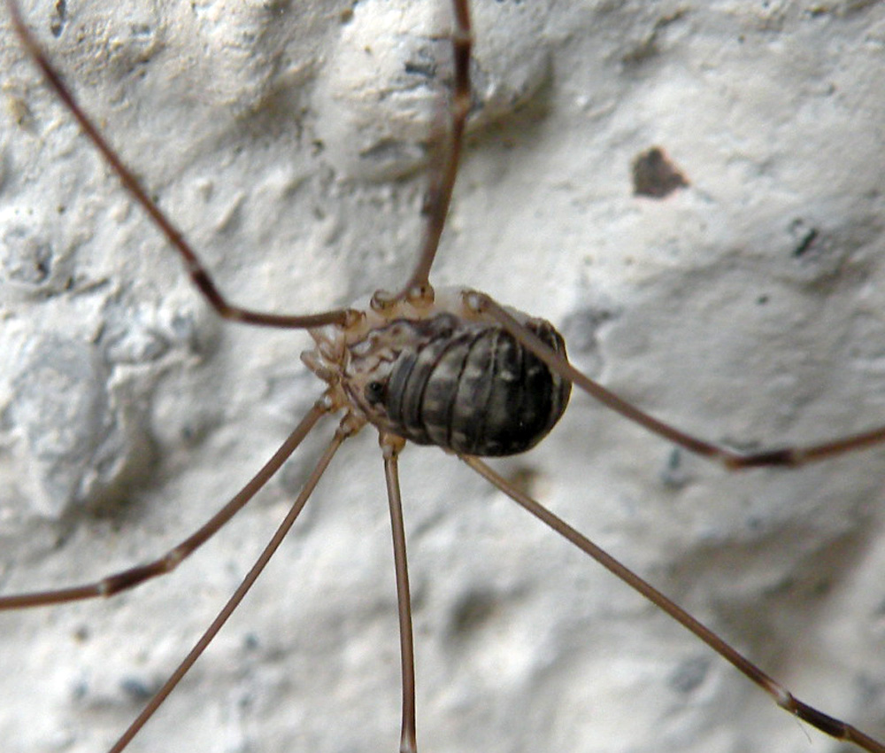 Dalle Dolomiti del Brenta: Leiobunum sp.